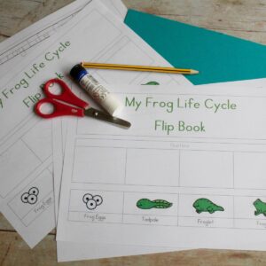 Free printable Frog Life Cycle Activity for preschoolers and toddlers to create their own flip book sequencing the stages from frog eggs to frog